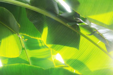 Muz ağacı güneş ışığı, yaprak.