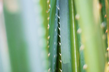 Arka plan ile süs bitkileri kıllar.