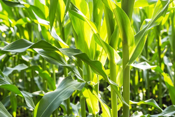 Napfény Kukorica Növény — Stock Fotó