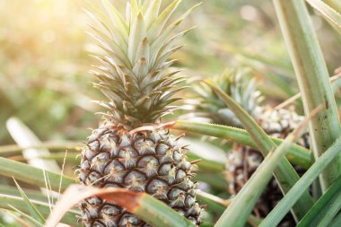 Ananas güneş ışığı ile bir çiftlikte.