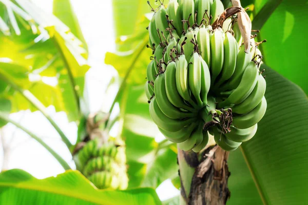 Ruwe Bananen Bomen Het Platteland — Stockfoto