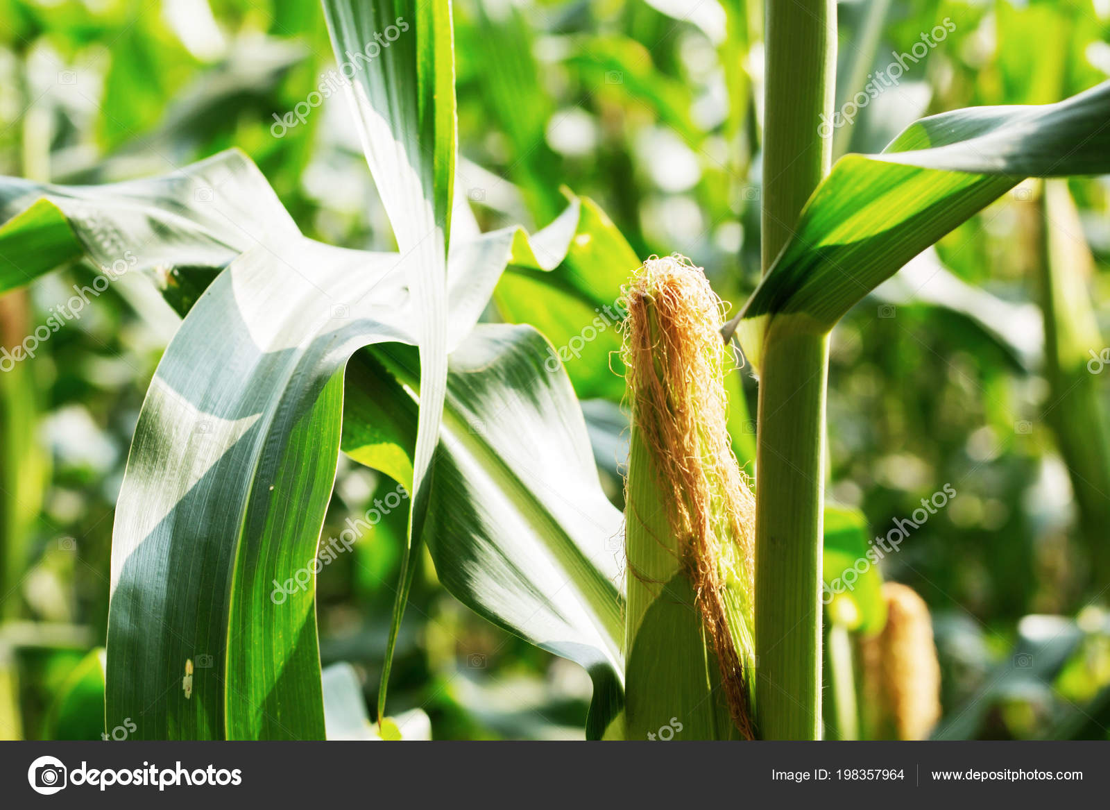 Baby Corn Growing Tree — Stock Photo © start08 198357964
