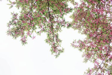 Beyaz gökyüzü üzerinde kiraz çiçeği.