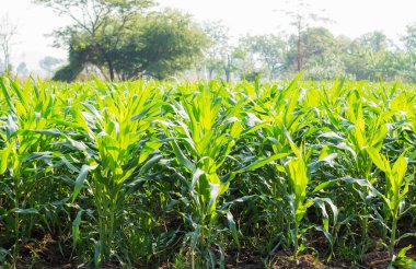 Doğanın bir gündüz alanıyla yeşil Mısır.