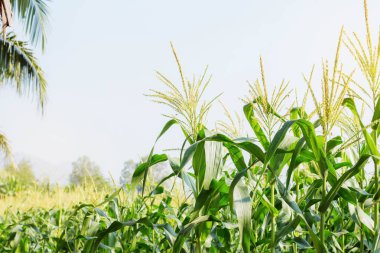 Güneş ışığı, tarlaları büyüyen mısır.