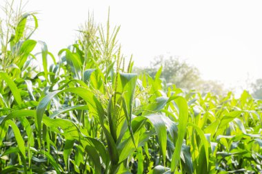 Güneş ışığında kırsal büyüyen mısır.