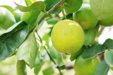 Limon ağacı kırsal güneş ışığı ile üzerinde.