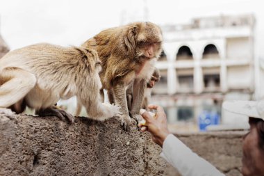 maymunlar Mısır eski mimarisinde insanlar vermek alıyorsanız.