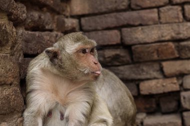 Binada yapışmasını dil ile maymun.