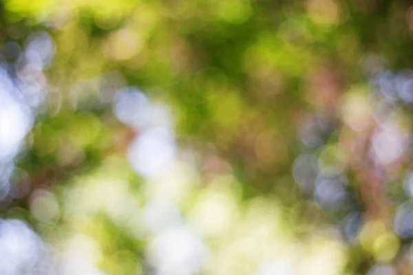 Bokeh Sunlight Nature — Stock Photo, Image