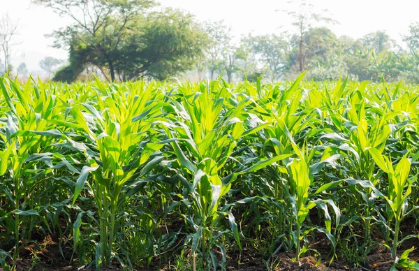 Doğanın bir gündüz alanıyla yeşil Mısır.