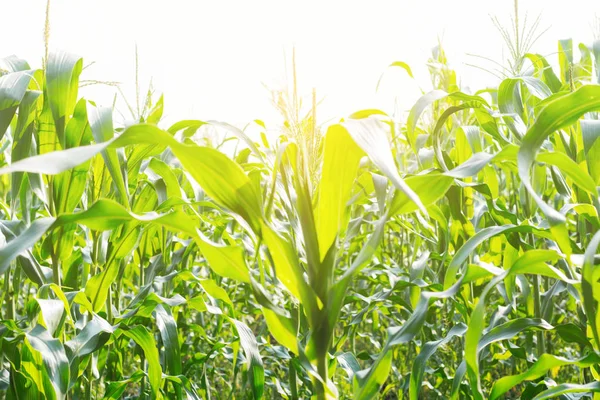 Kukorica Levelek Gazdaságban Napfény — Stock Fotó