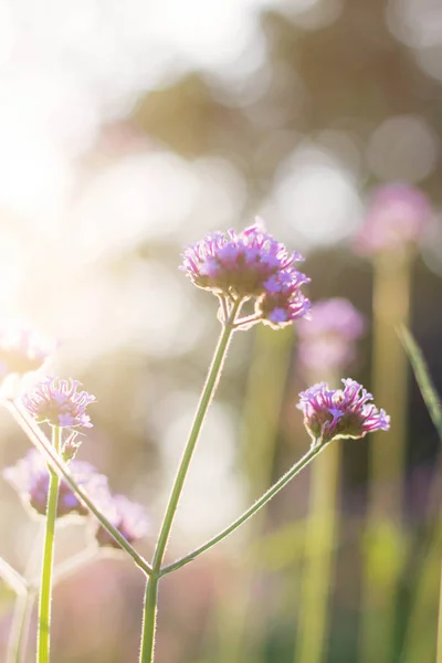 Flores Moradas Naturaleza Luz Del Sol —  Fotos de Stock