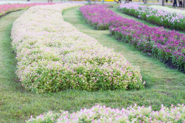 Die Blumen Garten Mit Der Frische Der Natur — Stockfoto