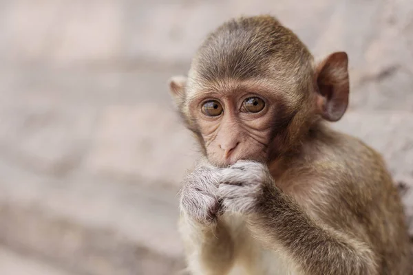Mono Comiendo Comida Con Los Ojos — Foto de Stock