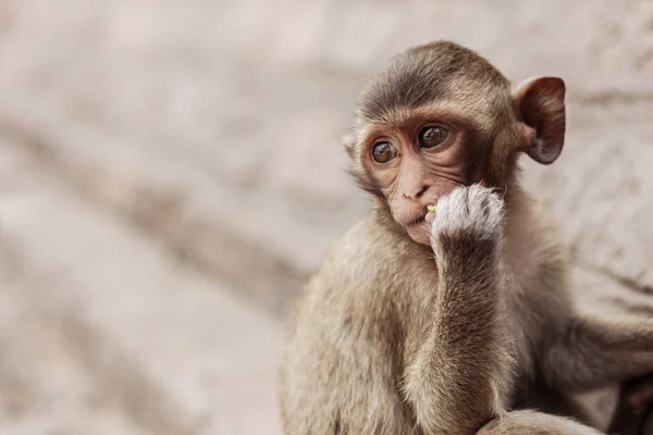 Mono Está Sentado Una Buena Posición — Foto de Stock