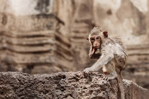Mono Está Sentado Edificio — Foto de Stock