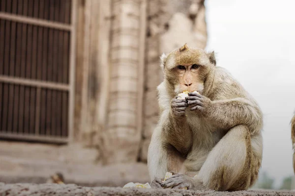 Monos Comiendo Maíz Los Edificios Antiguos — Foto de Stock