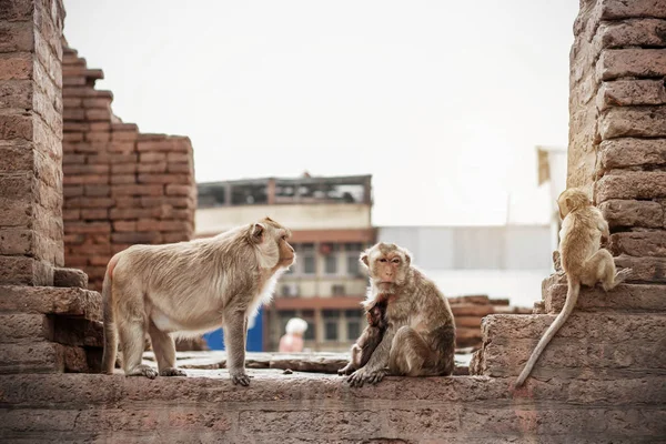Macacos Estão Brincando Nos Edifícios Antigos — Fotografia de Stock