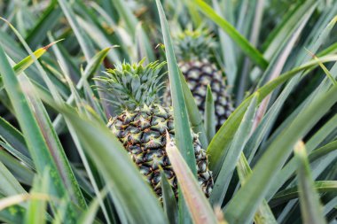 Tarım arazileri ağacında üzerinde büyüyen ananas.