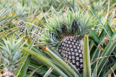 Ananas tarım arazileri ve araziler üzerinde.