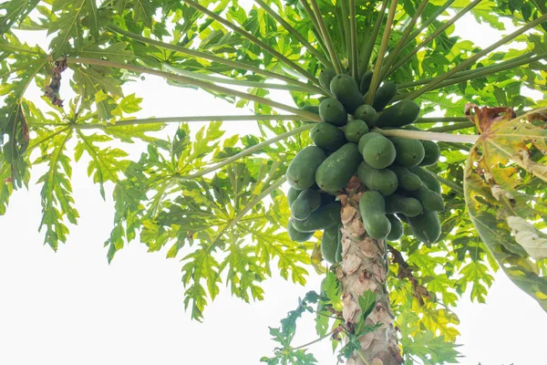 Pepaya Mentah Pohon Dengan Langit — Stok Foto