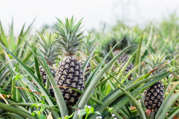 Ananas Groeien Landbouwgrond Het Platteland — Stockfoto