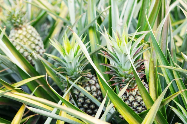 Ananas Groeien Plantage — Stockfoto