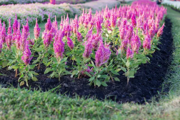 Plantar Flores Jardín Con Frescura Naturaleza — Foto de Stock