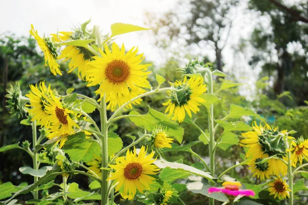 Sunflowers Beautiful Fields — Stock Photo, Image