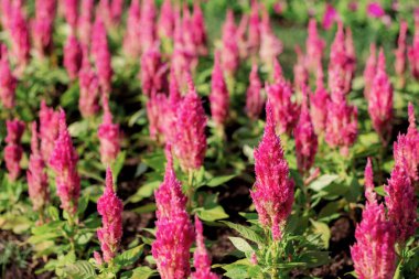 Kartallar çiçek bahçesinde dikildi.