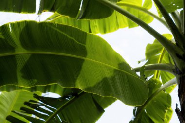 Muz yaprakları gökyüzü ile ağaç üzerinde.