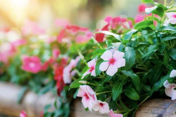 Catharanthus çiçek pot güneş ışığı ile güzel.