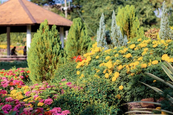 Renkli çiçek bahçesinde.