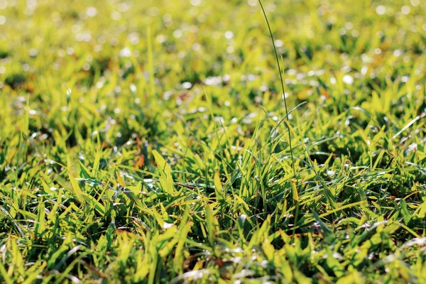 Çim ve güneş ışığı ile kuru yapraklar.