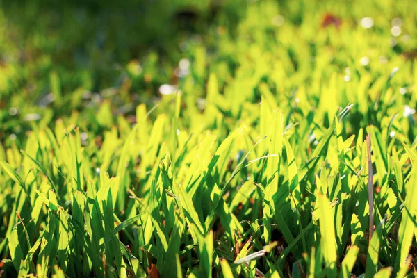 Gras Mit Sonnenlicht Der Textur Hintergrund — Stockfoto