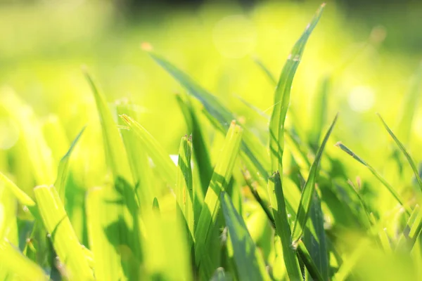 Erba Con Alba Giardino — Foto Stock