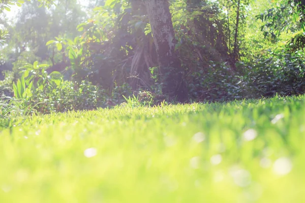 Güneş ışığı bahçede çim.