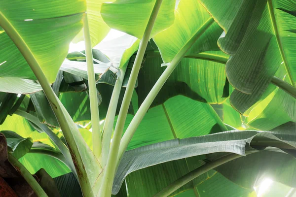 Muz yaprakları doku ile ağaç üzerinde.