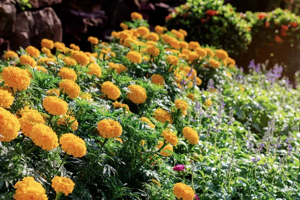 Marigold flower on plots in the garden.