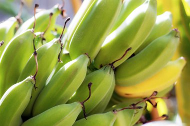 Ham ve olgunlaşmış muz doku ile.