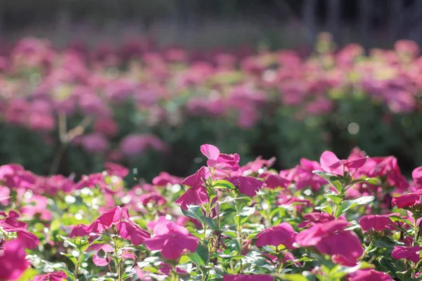 Colorful Pink Flower Garden — Stock Photo, Image