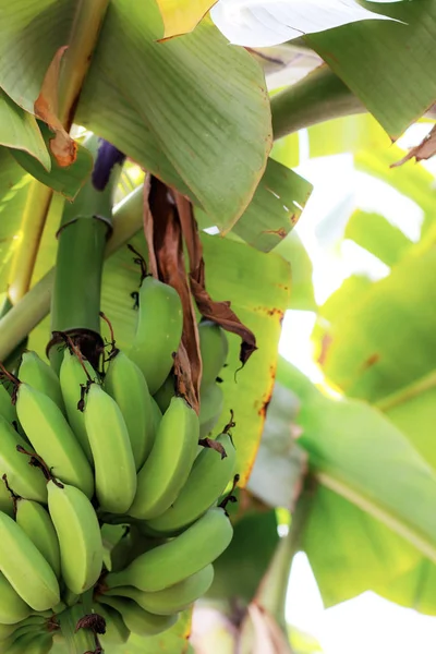 Ruwe Bananen Boom Met Daglicht — Stockfoto