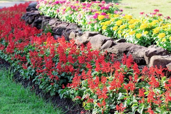 Flor Roja Parcelas Jardín —  Fotos de Stock