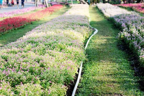 Flor Hueso Parcelas Jardín — Foto de Stock