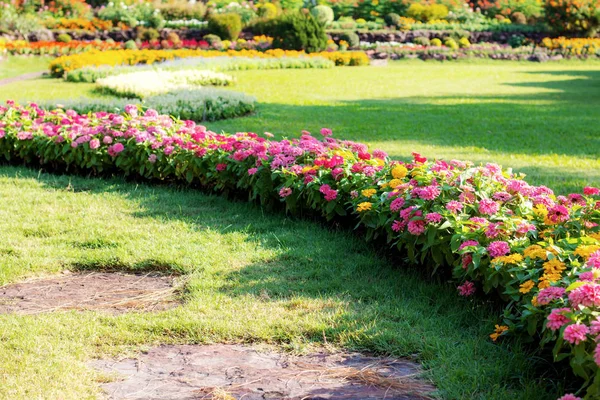 庭の芝生の上の百日草の花 — ストック写真