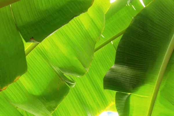 Бананове Листя Дереві Текстурою — стокове фото