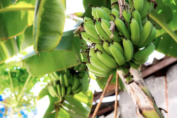 Bananen Bomen Bladeren Platteland — Stockfoto