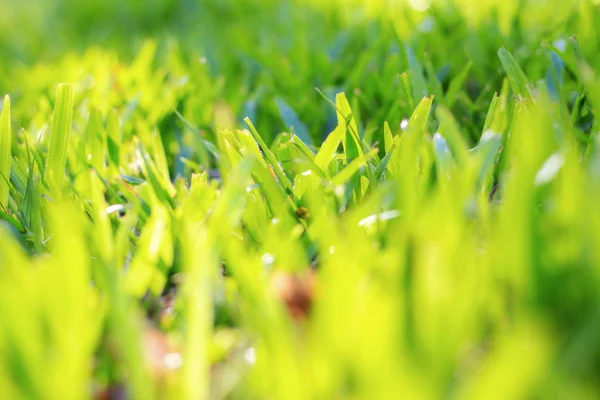 Trawa Trawnik Światło Słoneczne Ogrodzie — Zdjęcie stockowe
