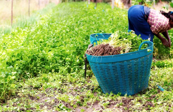 Jardiniers Avec Légumes Sur Paniers Ferme — Photo
